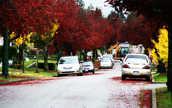 Fall colors on trees down a street lane