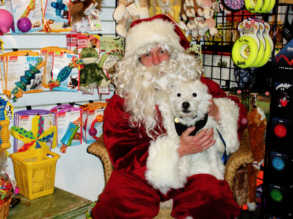 Winkey dog with Santa Claus