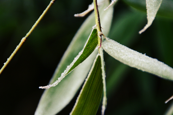 Icy bamboo leaves