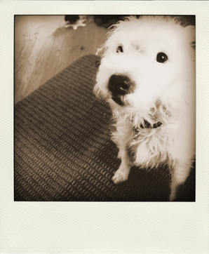 Winkey polaroid dumbfounded look