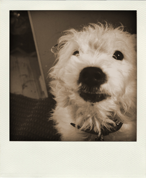 Winkey polaroid mugshot
