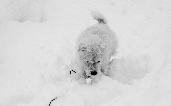 Winkey dog in the snow