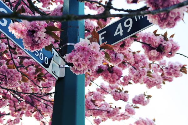 Street crossing covered by cherry blossoms