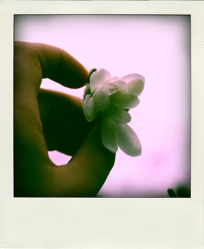 Polaroid of a hand holding a flower