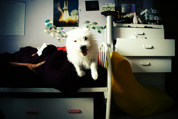 Flying winkey dog.