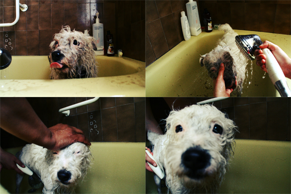 Winkey having a bath.