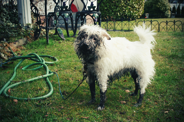 Winkey covered in mud.