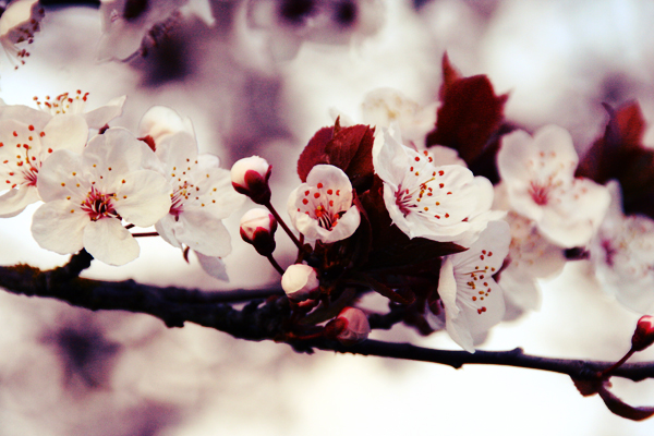 Close-up of the cherry blossoms