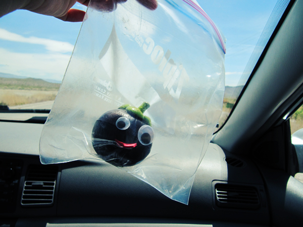 Bob the traveling mangosteen in his traveling case