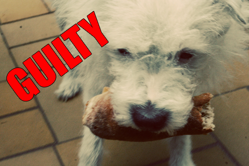 Dog steals food